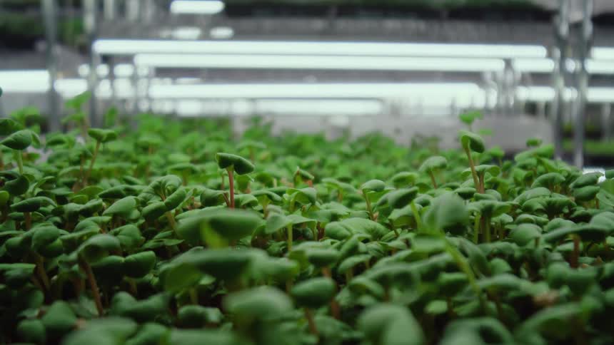 Young edible greens grow in a greenhouse clustered closely together