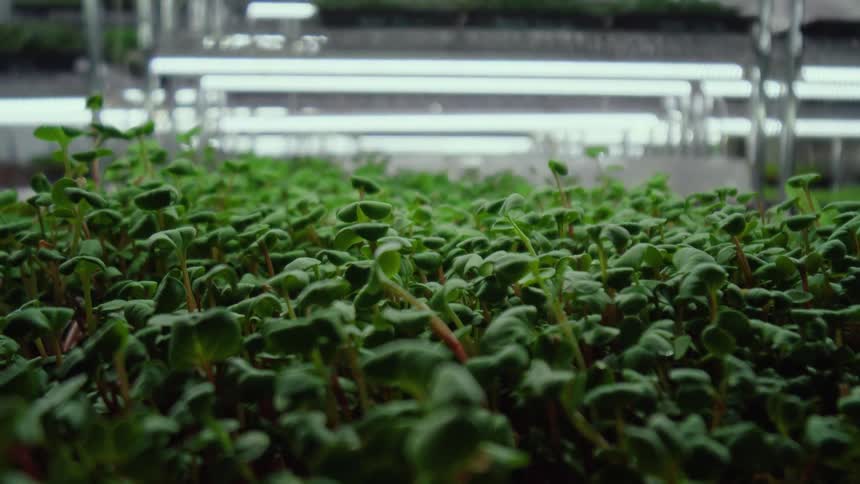 The greenhouse is full of growing crops