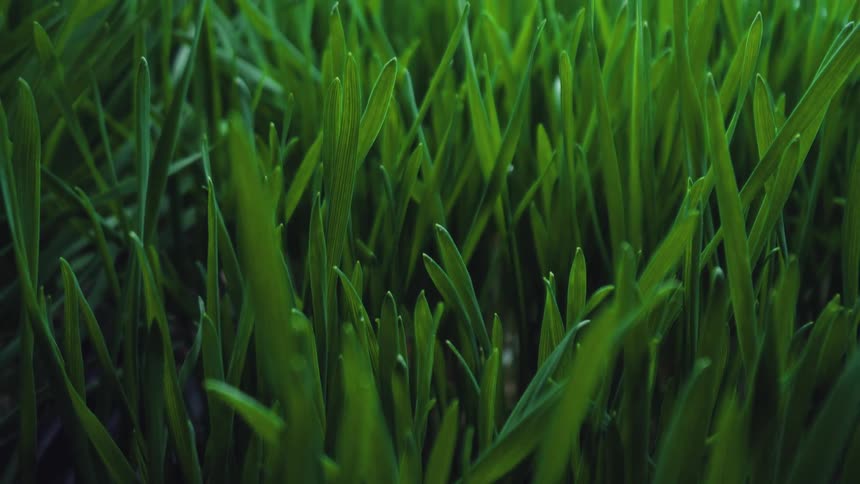 A green field of fresh grass grows across the open land at midday