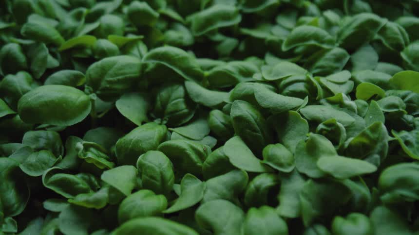 Plants with green leaves growing outside in a garden