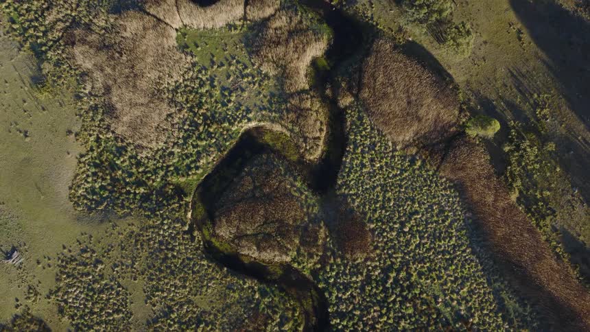Overhead view shows winding water channels crossing uneven vegetation in a natural area