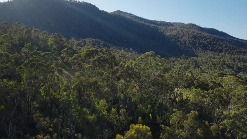A forest stretches across the landscape at midday its trees bright under the sun in the distance a mountain range borders the background