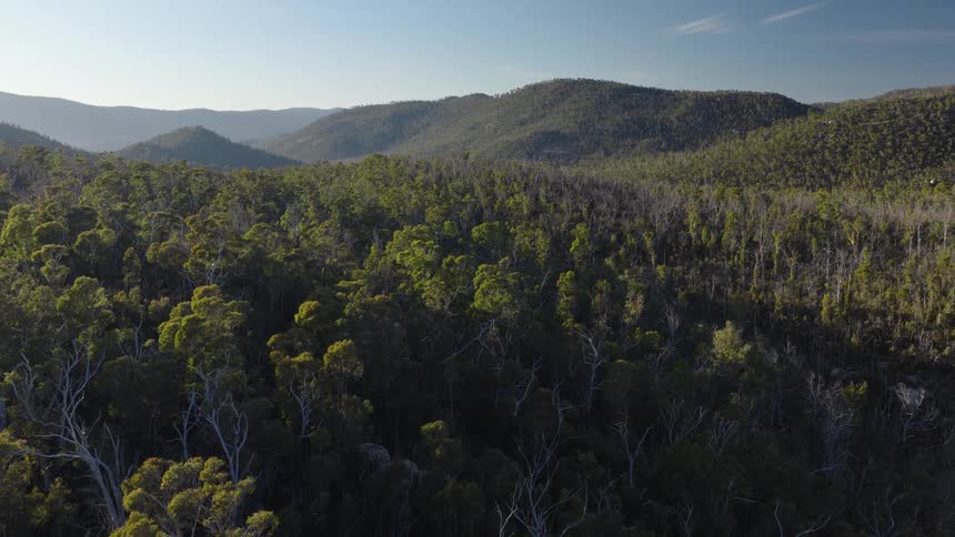Wide view of dense forest covering hills under natural light