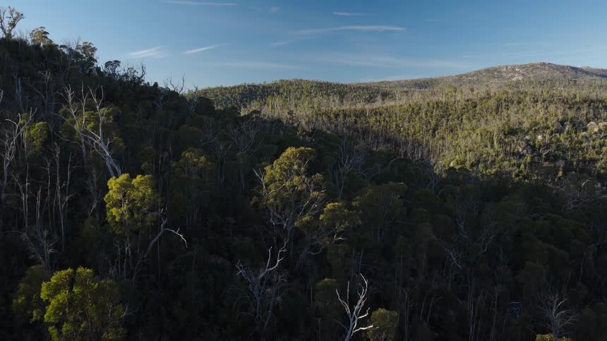 The mountains are covered with green trees