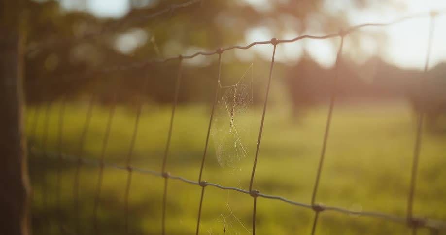 Wire fence shows a spider web against a sunlit green field