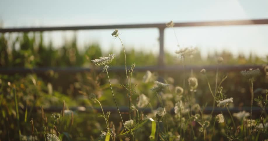 White flowers grow in a grassy field before a metal fence at sunset creating a tranquil mood