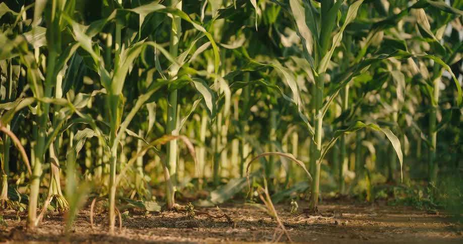 A lush green cornstalks sway in a sunlit field under warm golden light