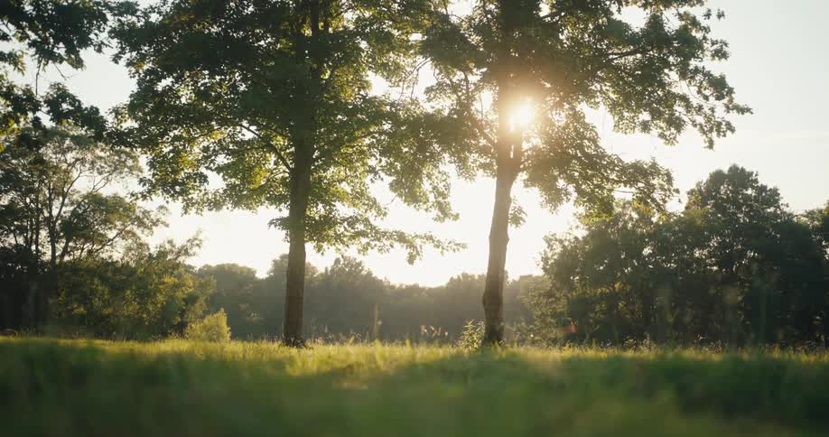 Sun seen through trees on a plain field outdoors during day time