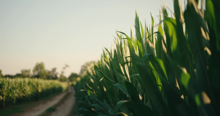 Rows of corn grow along a rural path under natural light