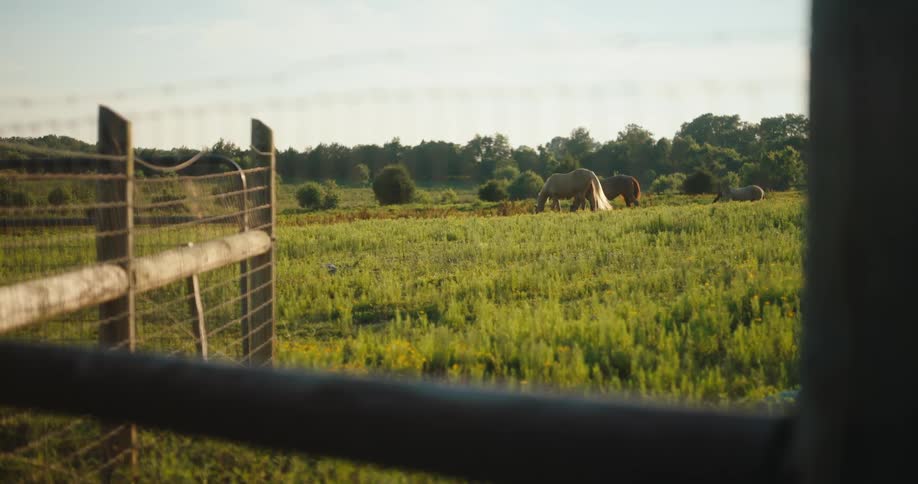 View through a door of a fence and horses grazing in a field