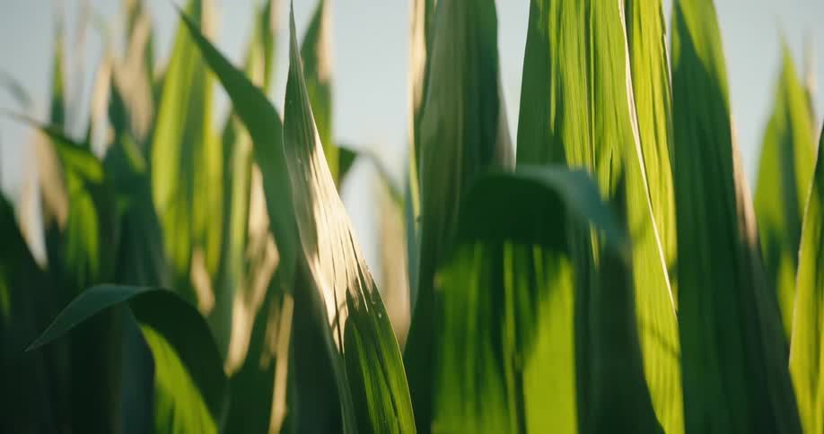 Corn leaves lit by natural light in an agricultural field