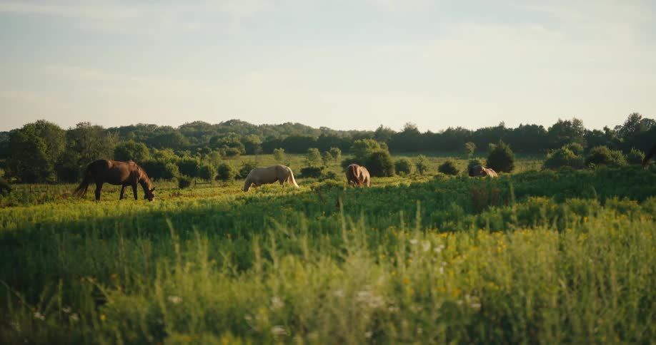 Horses graze in an open field with green vegetation and trees in the background