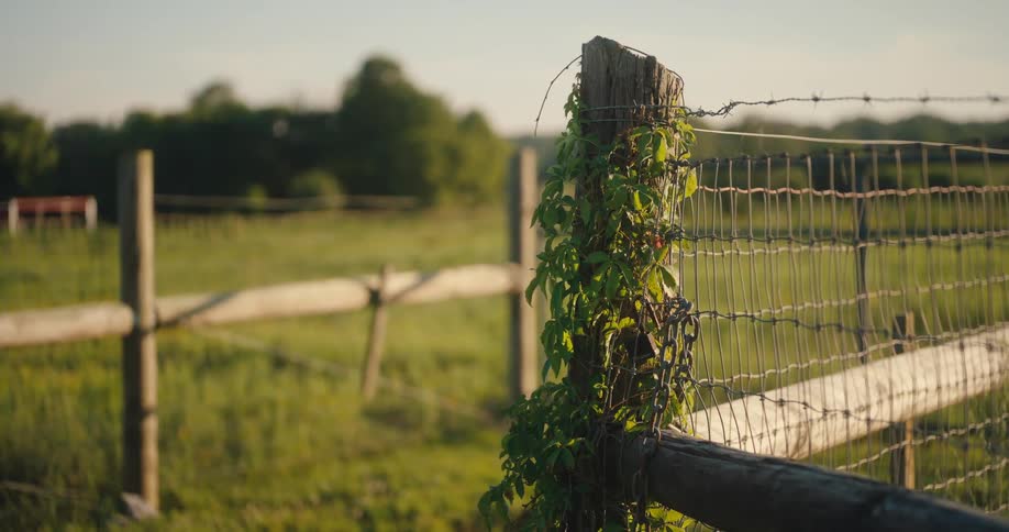 Vine grows on the post of a rural fence on a summer day