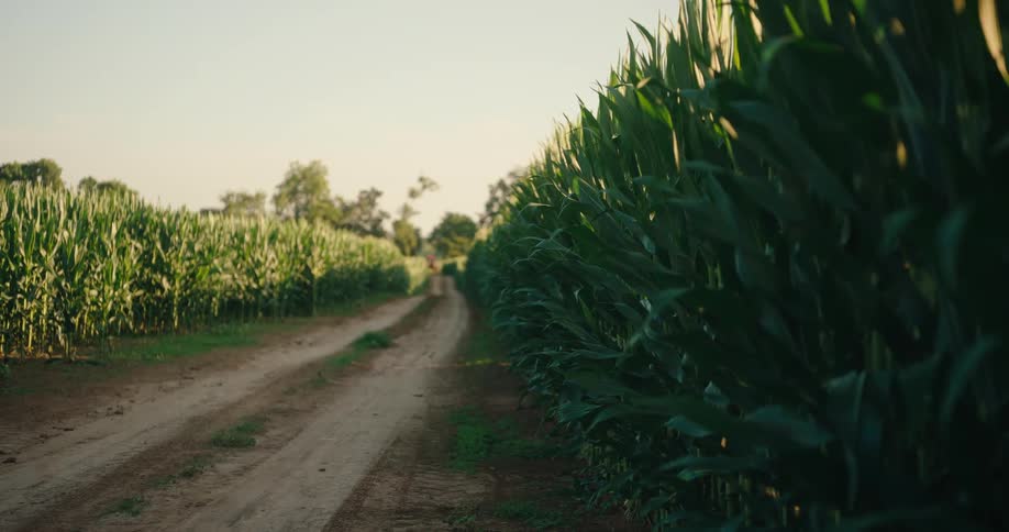 Dirt road separates rows of corn in a rural field under natural light