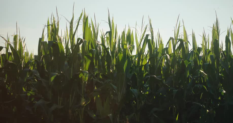 Corn stalks are growing tall in a field