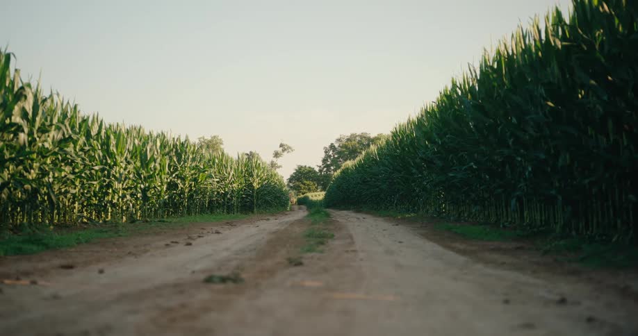 A dirt road cuts through fields of corn