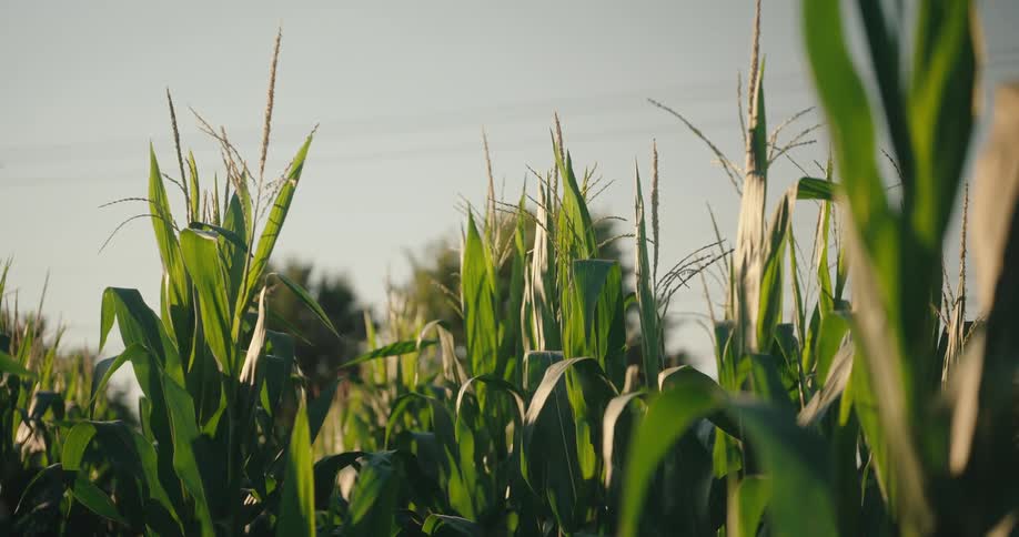 Corn grows in a cornfield during the daytime