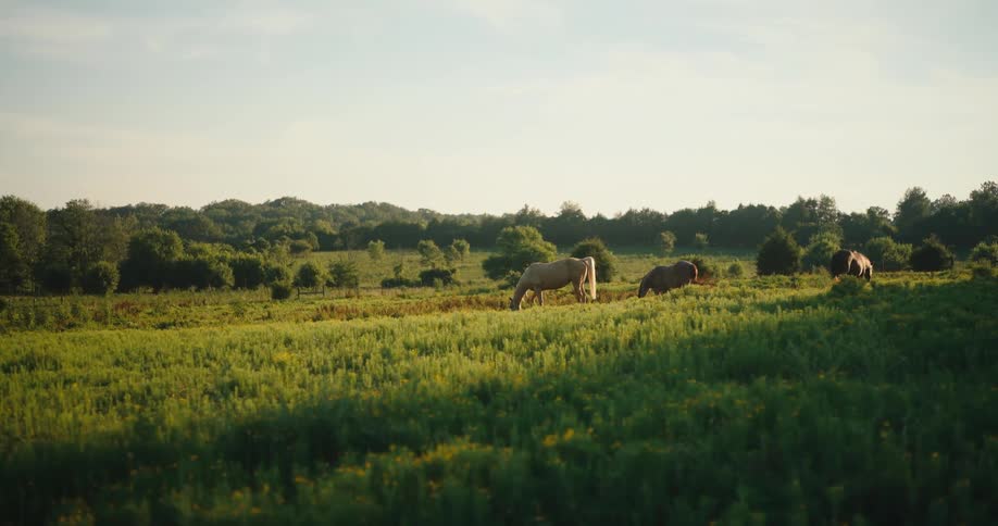 In the golden light of late afternoon several horses graze peacefully in a vast and lush meadow filled with wildflowers with a line of distant trees on the horizon