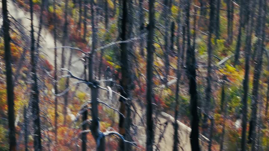 A person riding a motorcycle in a forest