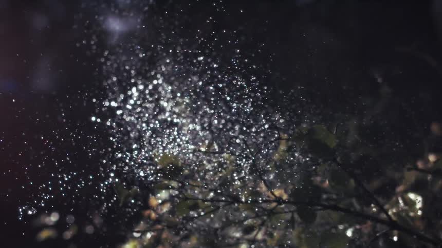 In a dark setting a branch with small green leaves is suddenly hit with a burst of water the impact creates a shimmering cloud of fine droplets that catch the light against the black background