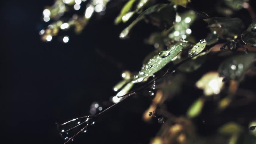 Leaves covered with water droplets reflecting points of light in a dark environment