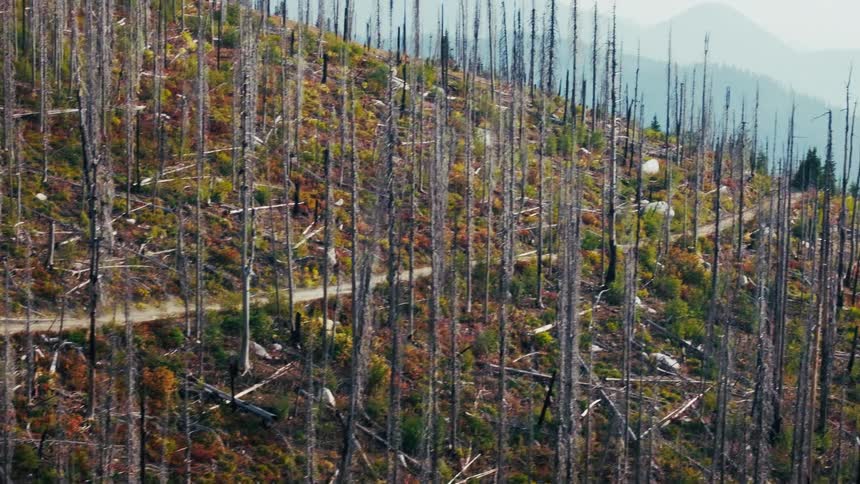 Vegetation regrows among charred trunks on forested hillside after wildfire