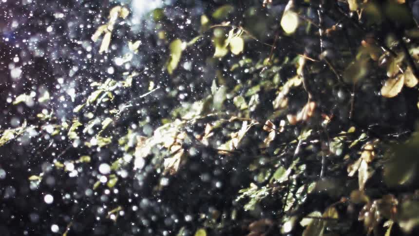 Heavy rain falls through bright sunlight against a backdrop of leafy branches