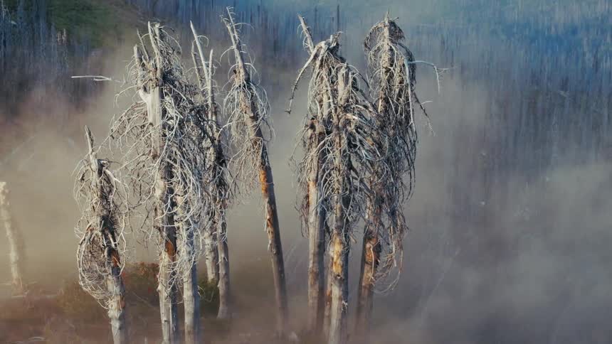 A small group of silvergrey dead trees stands prominently in the center of the frame as thick mist drifts through the branches the surrounding hillside is covered in similar scorched timber suggesting the aftermath of a significant forest fire