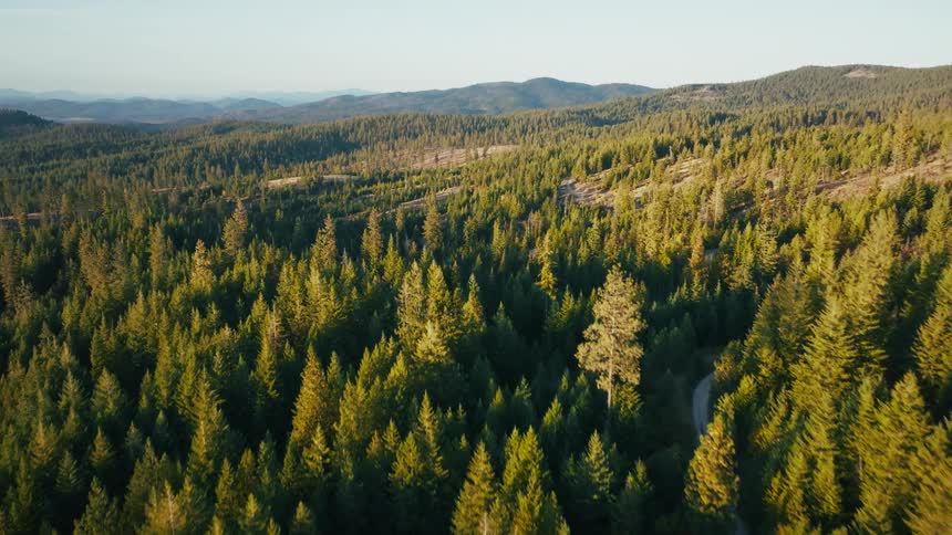 An aerial view captures a vast expanse of evergreen forest illuminated by the warm golden light of a setting sun a narrow dirt road winds through the dense trees leading toward rolling hills and distant mountains in the background