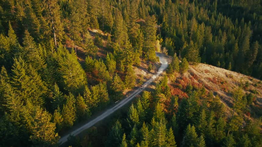 An aerial high angle shot reveals a dense evergreen forest on a hillside where a single vehicle drives along a narrow dirt road during the golden hour