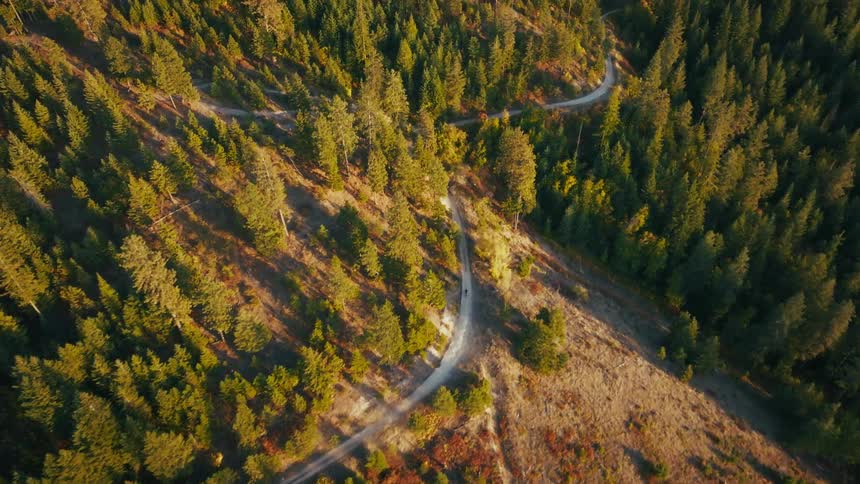 A highangle aerial shot descends over a dense pine forest bathed in golden sunset light revealing a lone motorcyclist navigating a winding dirt path carved into the landscape