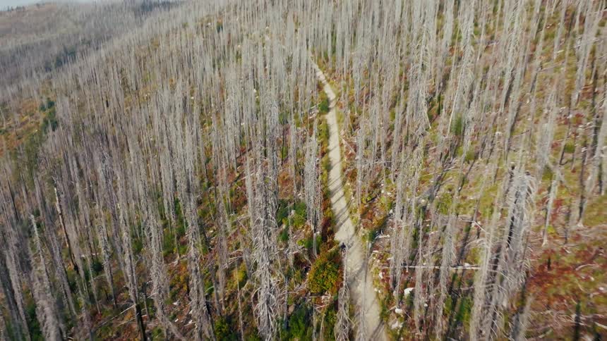 An aerial view of a dirt bike in the forest