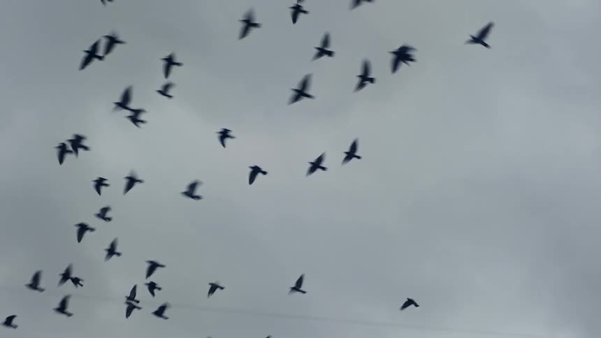 Pigeons sitting on telephone wires take off into a cloudy sky