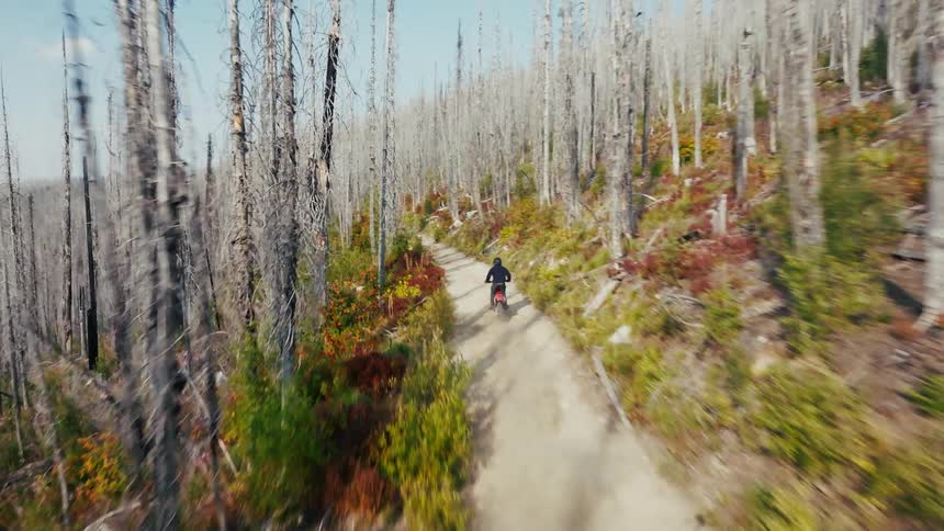 Motorcyclist rides along a path through a mountain forest of leafless trees during the daytime