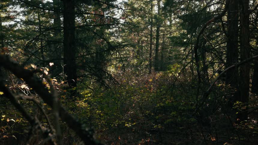 Sunlight filters through a dense canopy of evergreen trees illuminating a thicket of forest floor shrubsthe camera remains steady capturing the quiet atmosphere of the woodland interior during the day