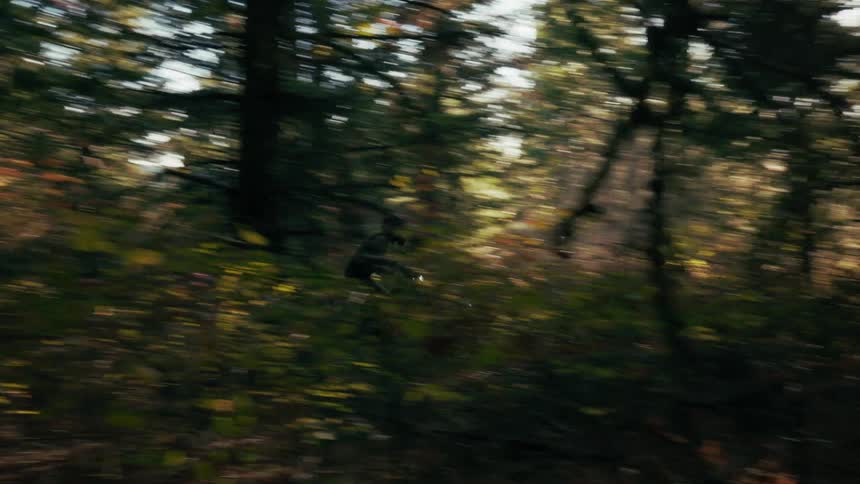 A person is riding a motorcycle through a forest