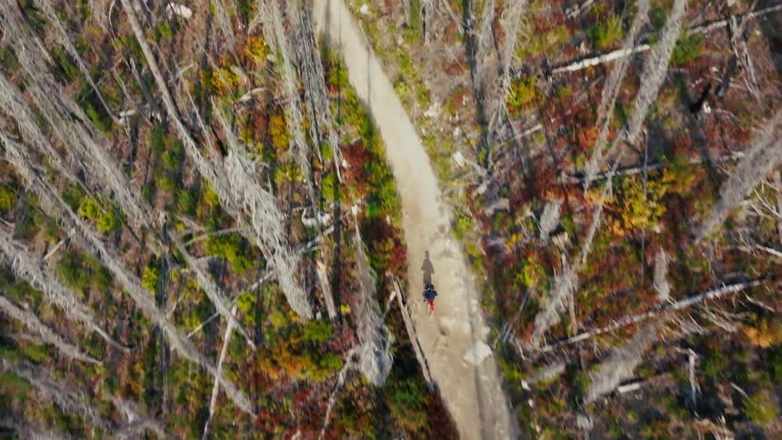 The dirt bike is riding on the trail past the tall trees