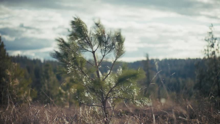 A small pine tree sways in a strong wind on a grassy hillside with a vast green forest and a cloudy sky in the background during the day