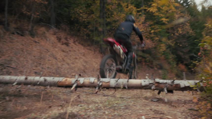 A person riding a dirt bike speeds through a forest trail and successfully jumps over a fallen birch log on a hillside covered in dry pine needles and autumn foliage