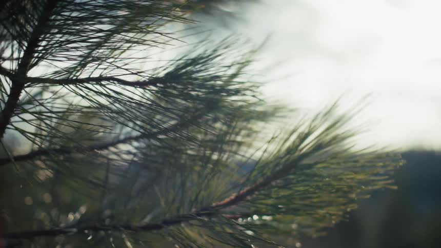 A close up of pine needles on a tree