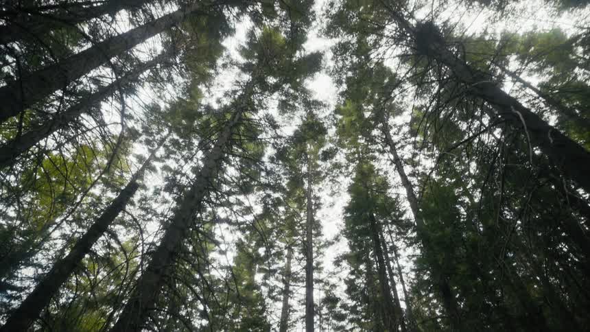 Tall evergreen trees reach toward the sky in a dense forest