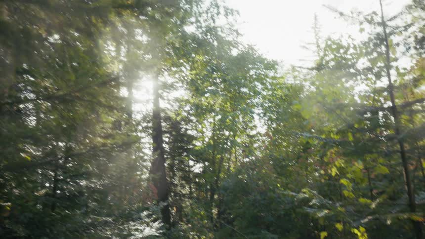 Sunlight filters through the green leaves of tall trees in a dense forest as the camera moves through the branches