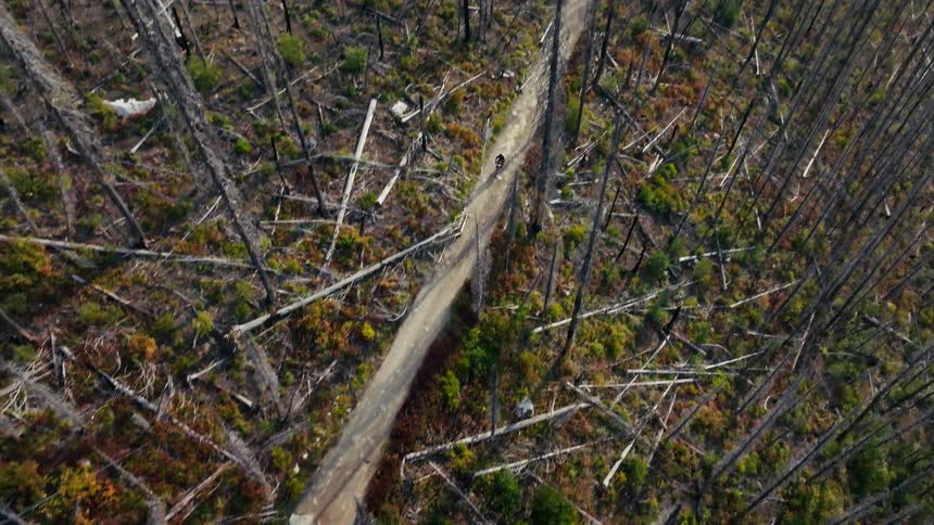 An aerial drone follows a mountain biker as he rides down a winding dirt path through a vast mountainside covered in thousands of dead upright trees following a wildfire
