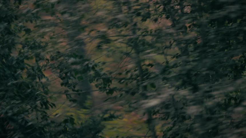 Dense forest vegetation with green and brown foliage in motion among background tree trunks