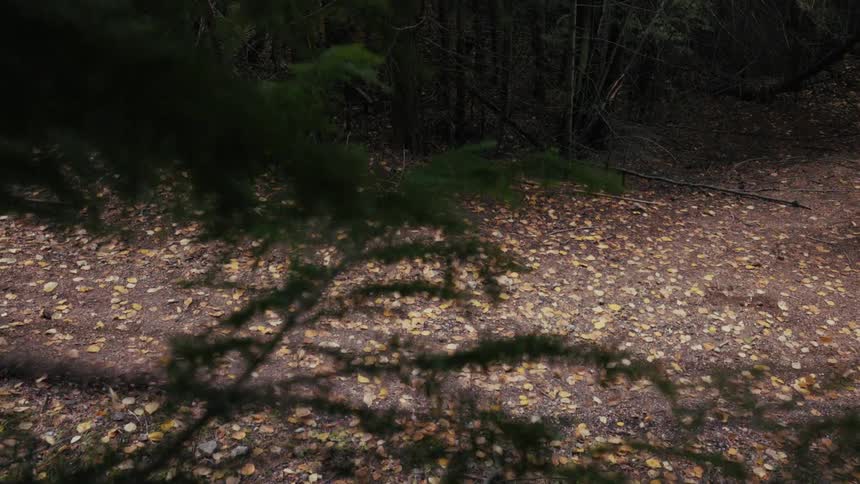 Motocross rider crosses a forest trail covered in dry leaves with blurred motion