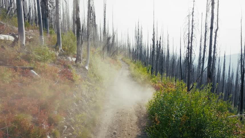 Narrow trail in a burned forest area with dust suspended along the path