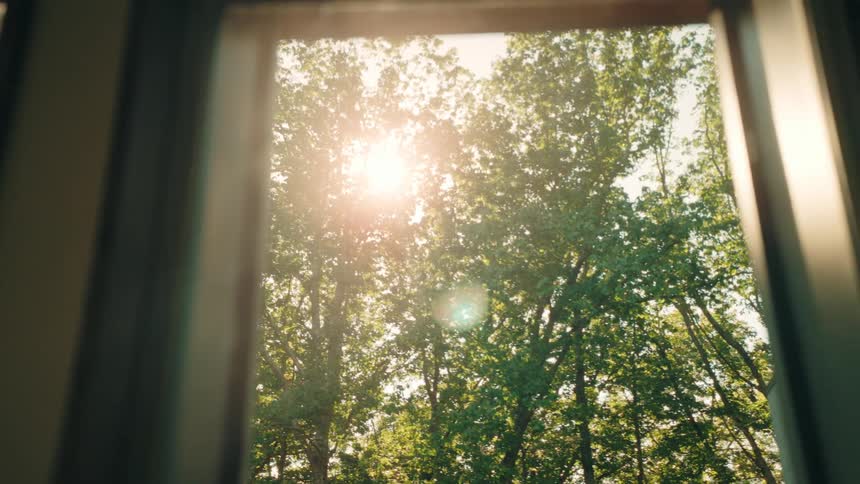A view of a forest with trees and sunlight