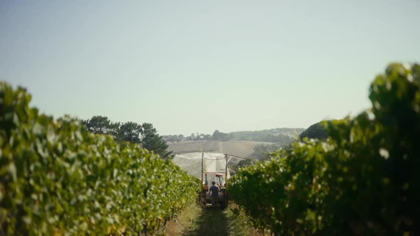 A view from between rows of leafy grapevines shows a tractor driving down a path in a sunlit vineyard