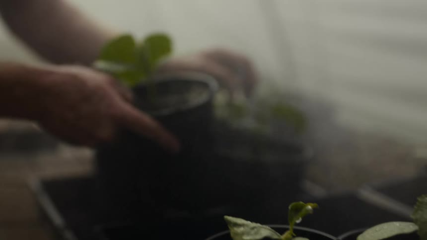 The man moves pots around in the greenhouse
