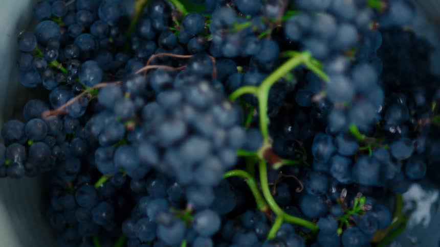 Clusters of dark grapes with green stems gathered in a container